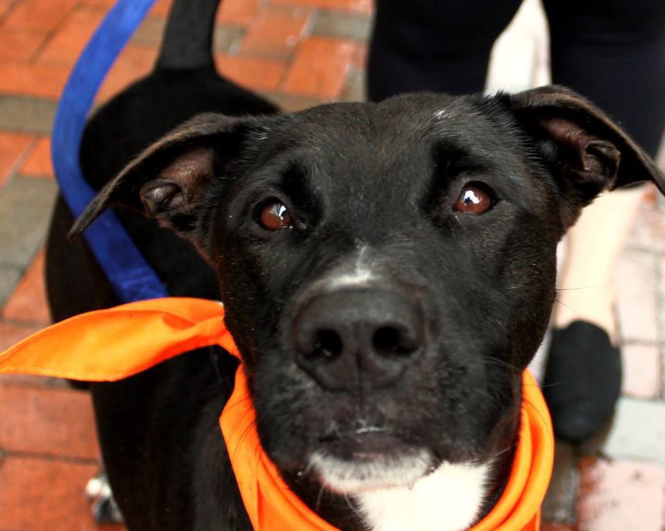 Operation Paws for Homes - Glynda2.jpg